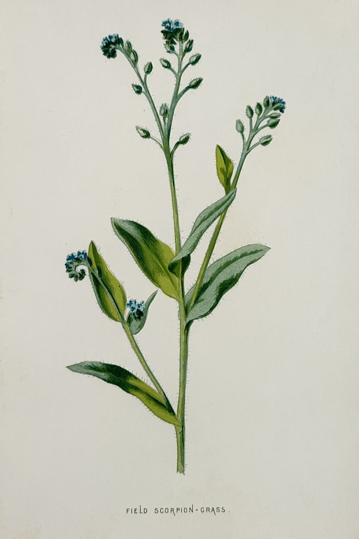 Frederick Edward Hulme (1841–1909) – Field Scorpion-Grass – Chromolithograph (1880) (1 of 2)