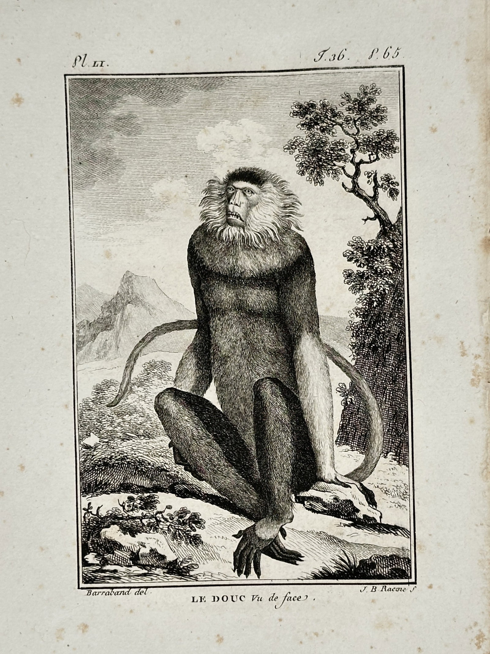 Georges-Louis Leclerc, Comte de Buffon (1707–1788) – The Douc Monkey – Copper engraving: "Le Douc Vu de face". This copper engraving depicts a front view of a douc monkey seated in a naturalistic landscape with mountains and a tree in the background. The work is a plate from the monumenta