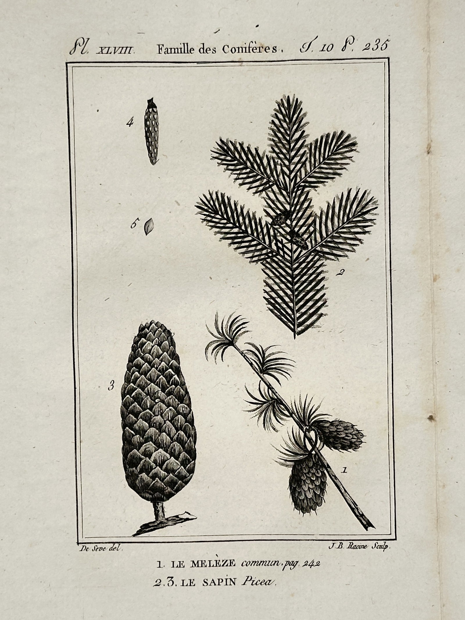 Georges-Louis Leclerc, Comte de Buffon (1707–1788) – Conifer Family – Copper engraving (1799) (1 of 2)
