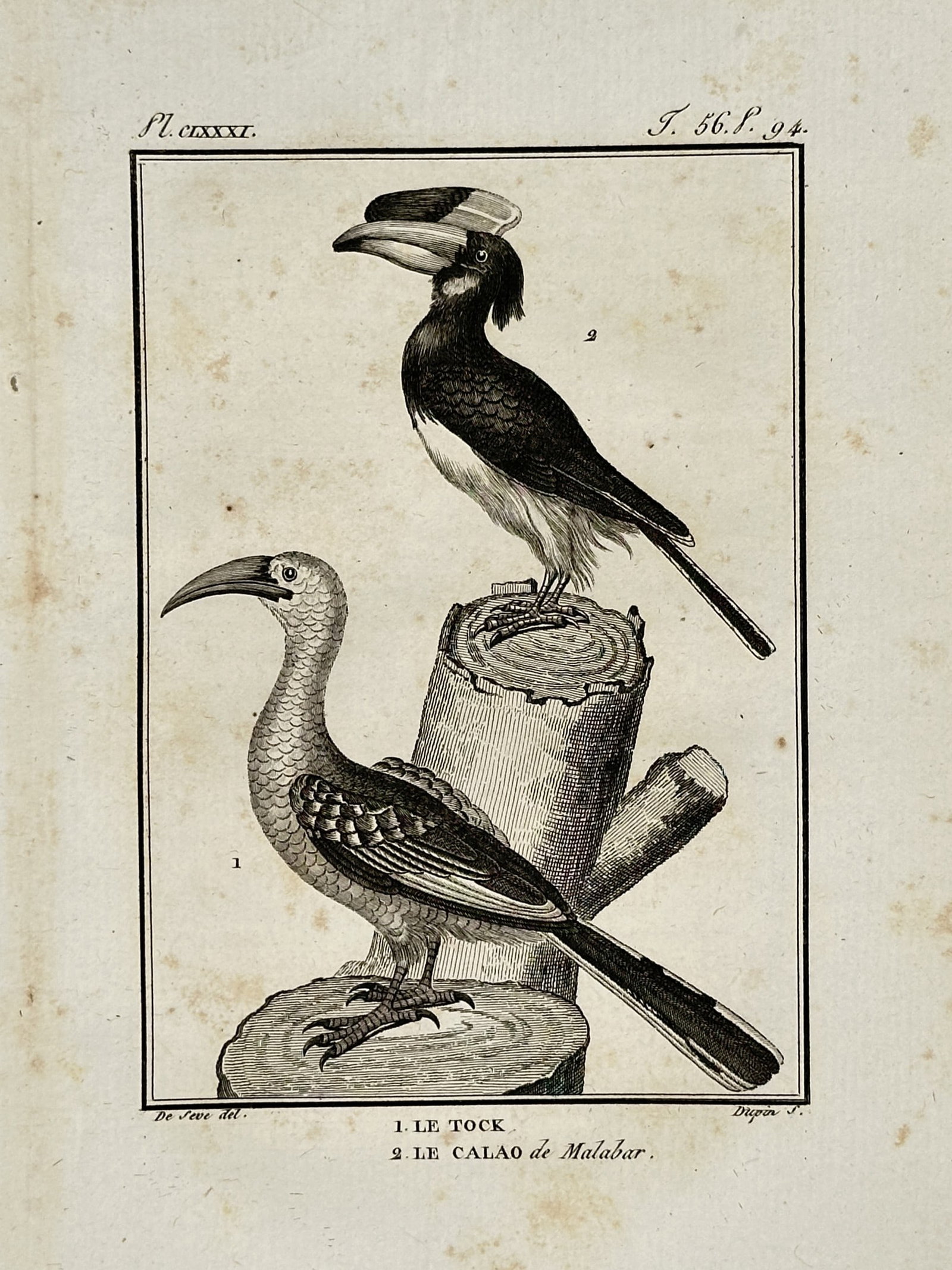 Georges-Louis Leclerc, Comte de Buffon (1707–1788) – The Tock and Malabar Hornbill (1 of 2)