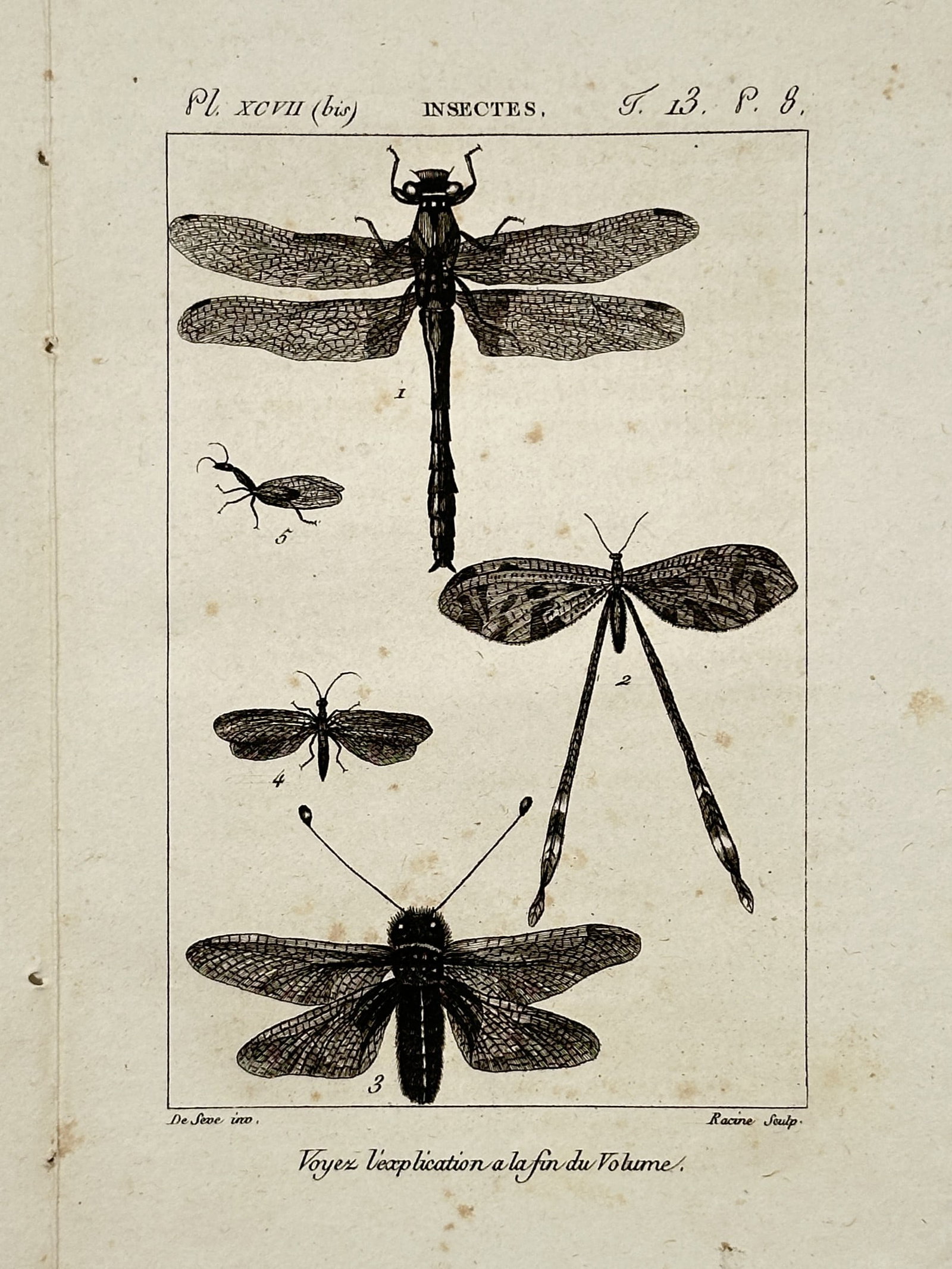 Georges-Louis Leclerc, Comte de Buffon (1707–1788) – Insects – Copper engraving (1799) (1 of 2)