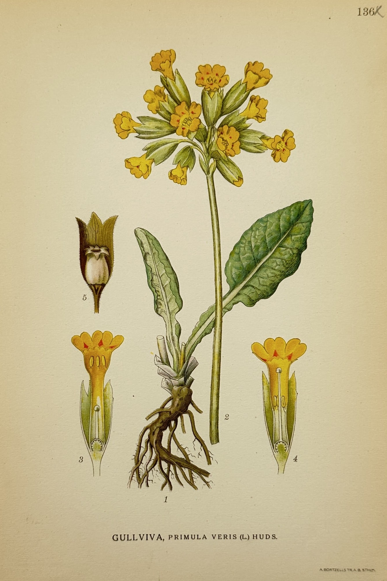 Carl Axel Magnus Lindman (1856–1928) – Cowslip – Chromolithograph (1901): Gullviva, Primula veris. This chromolithograph presents a detailed botanical study of the cowslip, showing the flowering plant with its cluster of yellow blossoms, root system, and cross-sections of t