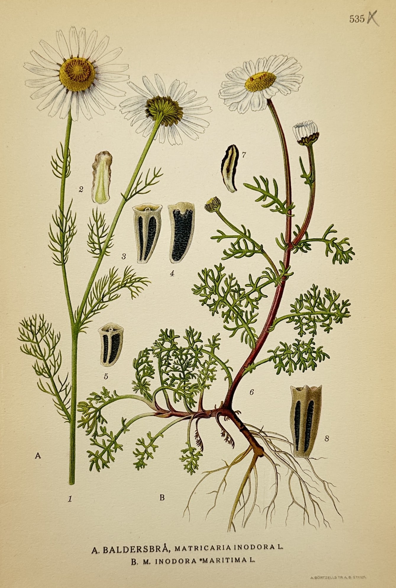 Carl Axel Magnus Lindman (1856–1928) – Scentless Mayweed and Sea Mayweed: "Baldersbra, Matricaria inodora L.; M. inodora maritima L.". This chromolithograph presents a detailed botanical study of two varieties of mayweed, featuring the flowering stems with white petals and 