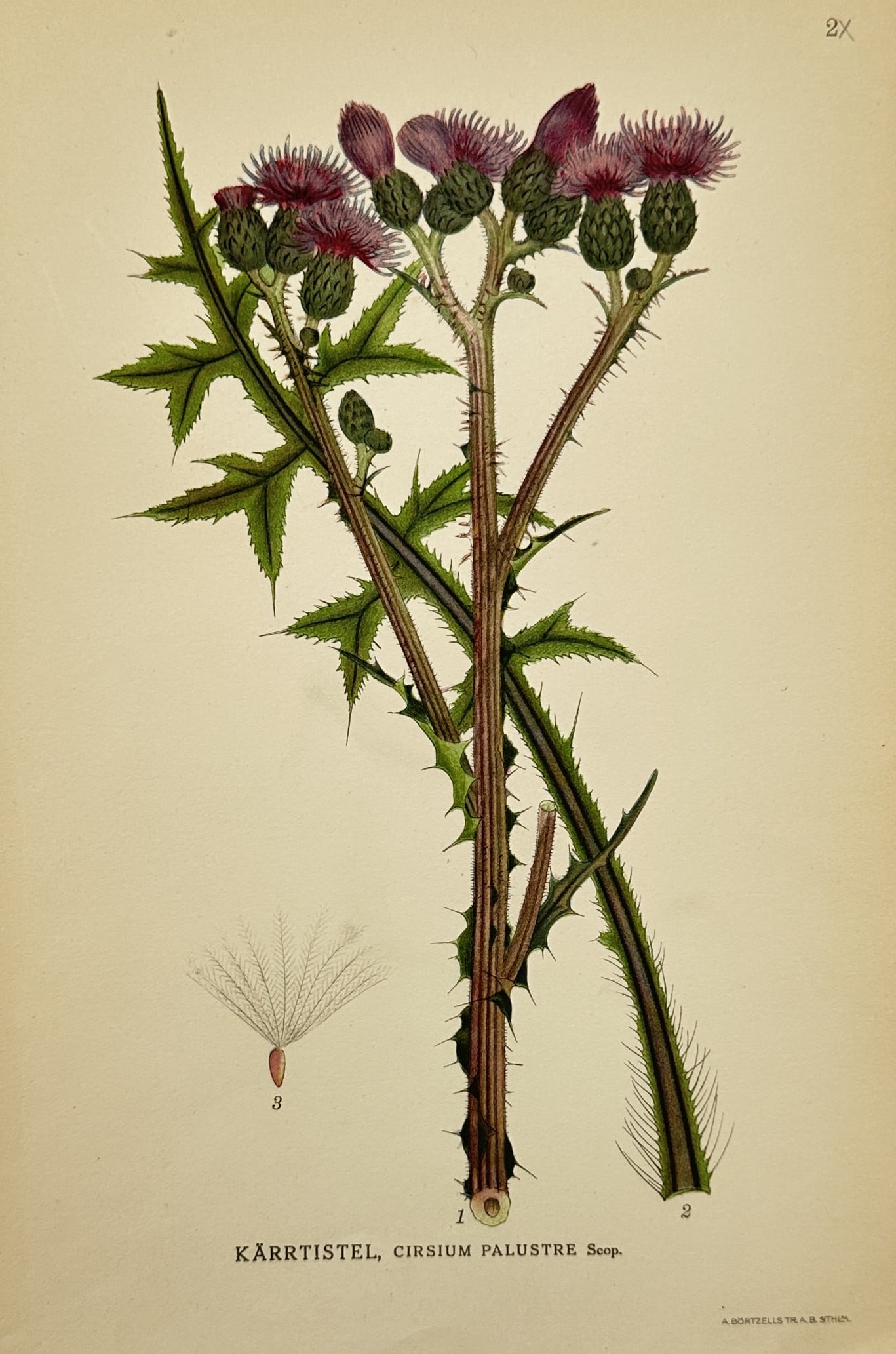 Carl Axel Magnus Lindman (1856–1928) – Marsh Thistle – Chromolithograph (1901): "Karrtistel, Cirsium palustre Scop." This chromolithograph presents a detailed botanical study of the marsh thistle, featuring the spiny flowering stem topped with clusters of purple blossoms alongsid