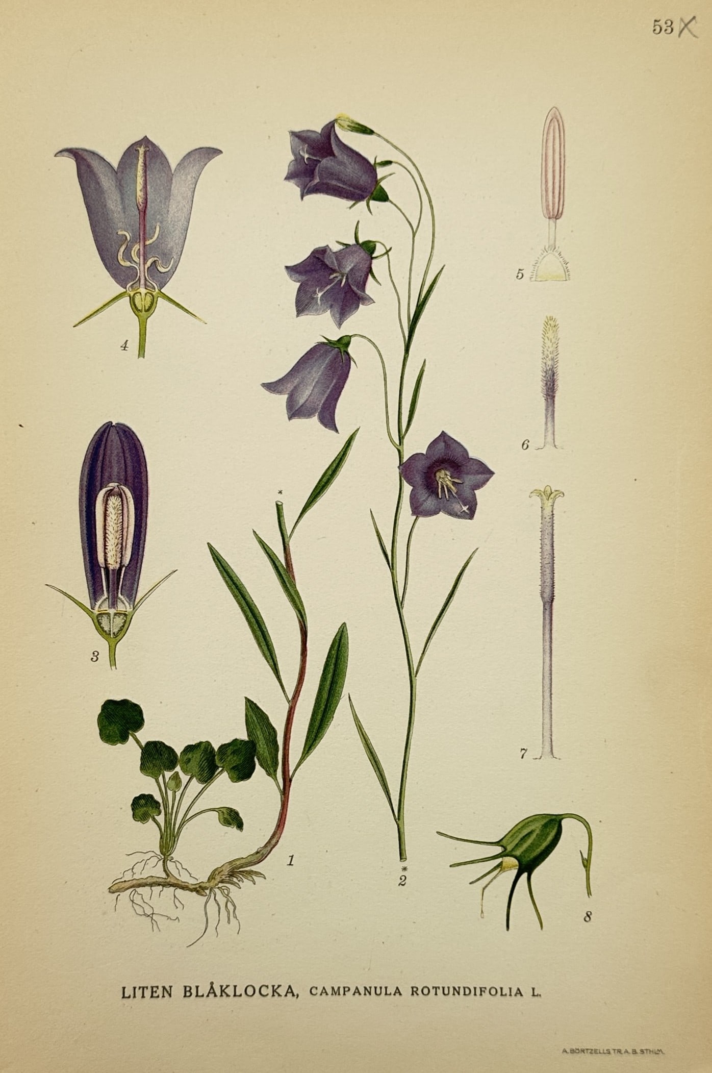 Carl Axel Magnus Lindman (1856–1928) – Harebell – Chromolithograph (1901) (1 of 2)