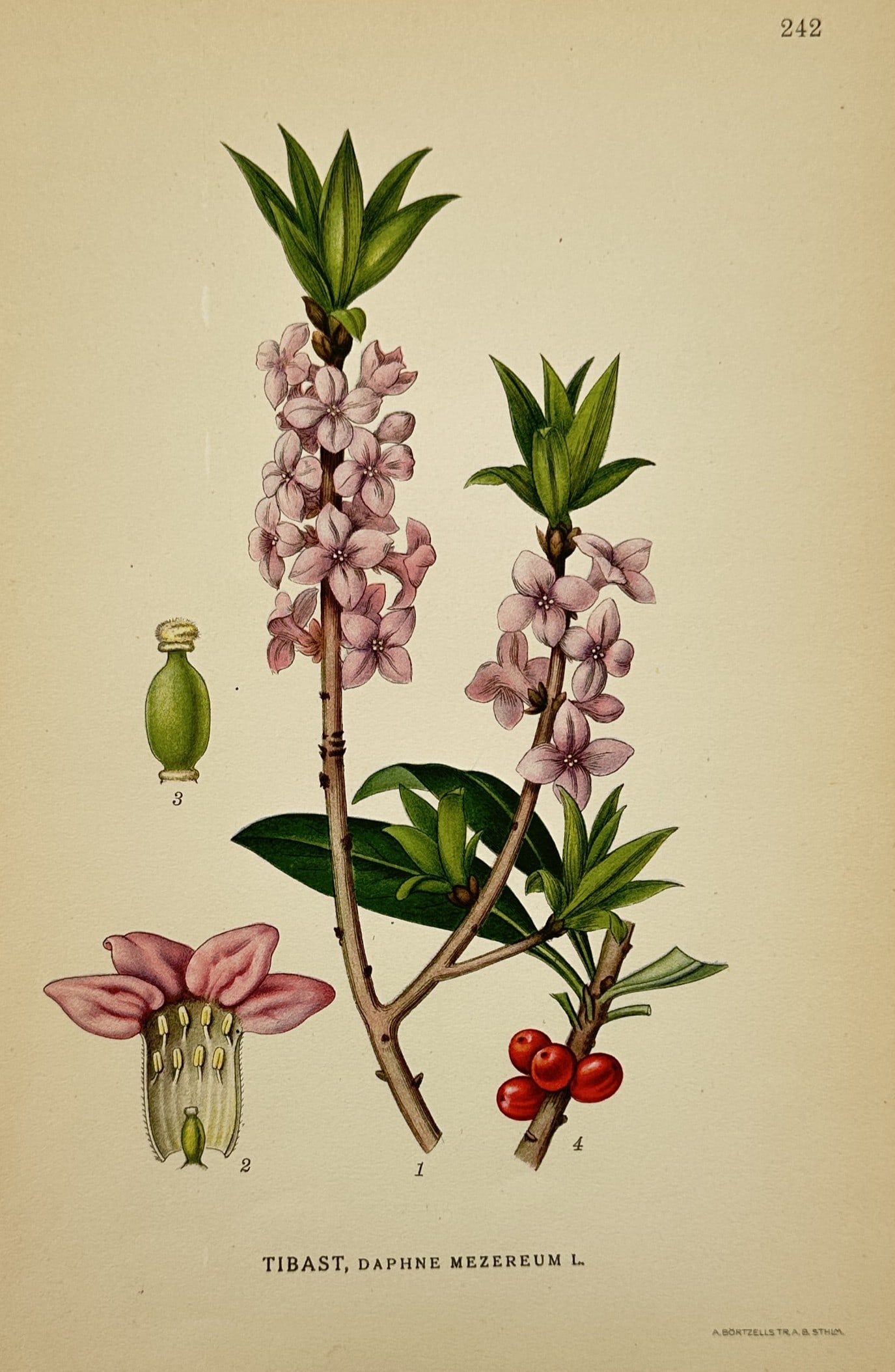 Carl Axel Magnus Lindman (1856–1928) – February Daphne – Chromolithograph (1901): "Tibast, Daphne mezereum L." This chromolithograph presents a detailed botanical study of the February daphne, illustrating the woody stems with pink blossoms and green leaves alongside depictions of 