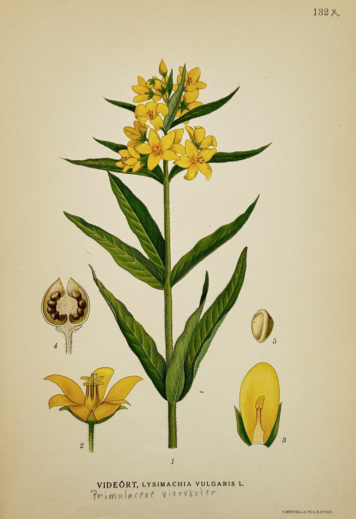 Carl Axel Magnus Lindman (1856–1928) – Yellow Loosestrife – Chromolithograph (1901) (1 of 2)