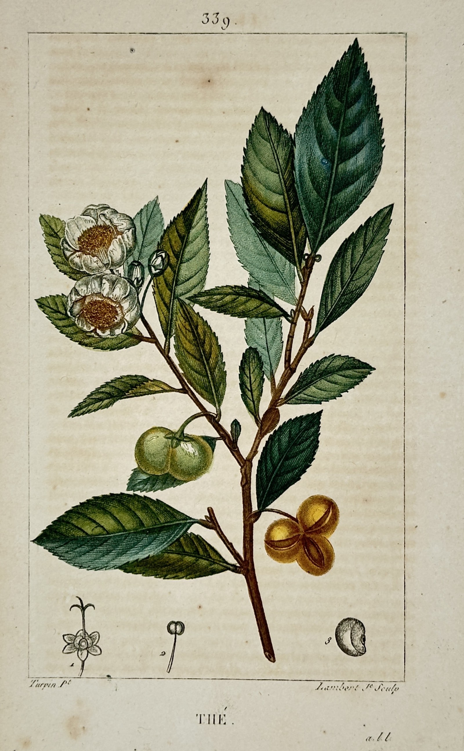 Pierre Jean François Turpin (1775–1840) – The Tea Plant – Hand-coloured engraving (1820): "The". This hand-coloured engraving provides a botanical illustration of a tea plant branch, featuring its white flowers, serrated green leaves, and seed pods alongside anatomical dissections of the f