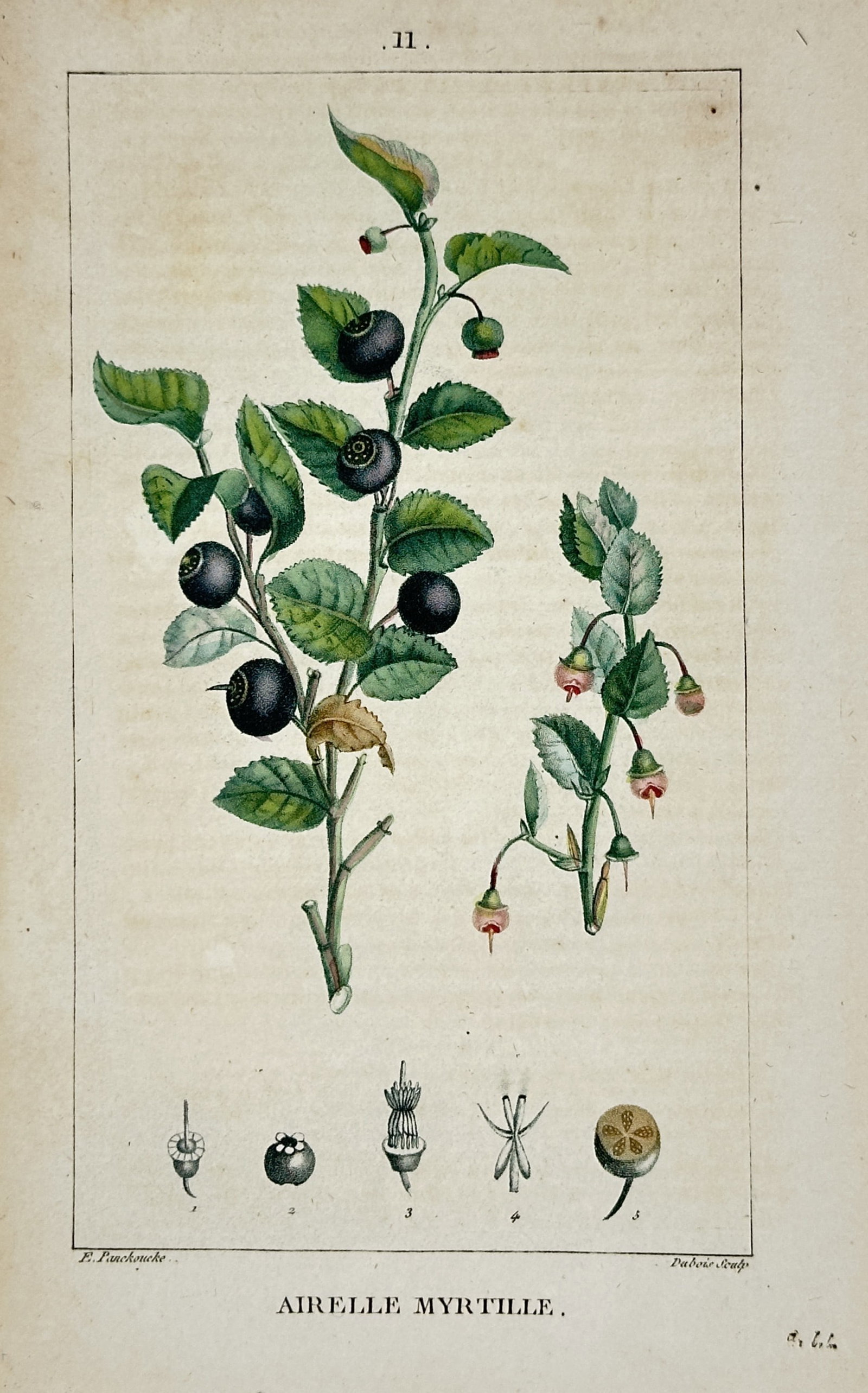 Pierre Jean François Turpin (1775–1840) – Bilberry – Hand-coloured engraving (1820) (1 of 2)