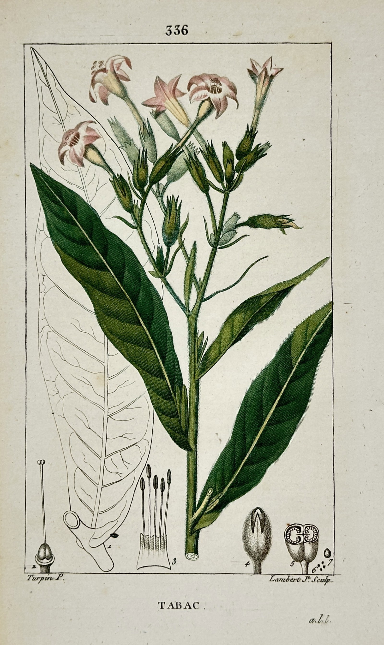 Pierre Jean François Turpin (1775–1840) – Tobacco Plant – Hand-coloured engraving (1820) (1 of 2)