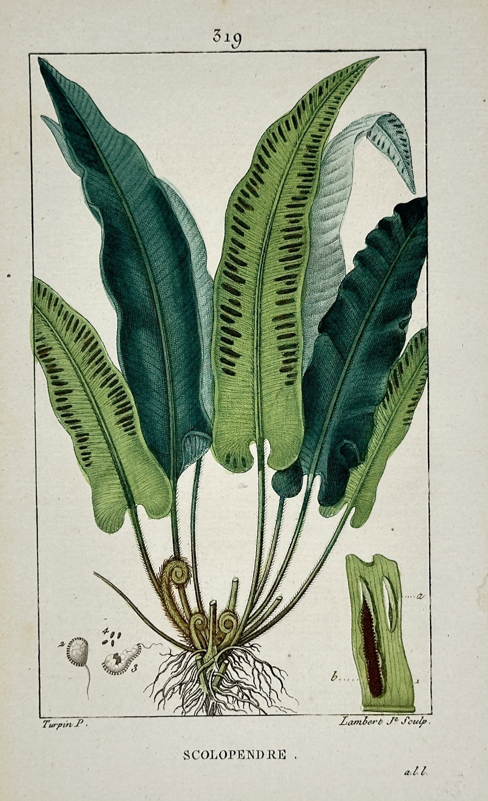 Pierre Jean François Turpin (1775–1840) – Hart's-Tongue Fern – Hand-coloured engraving (1820): "Scolopendre". This hand-coloured engraving provides a botanical illustration of the hart's-tongue fern, featuring its characteristic long, strap-shaped fronds with visible spore cases alongside detai