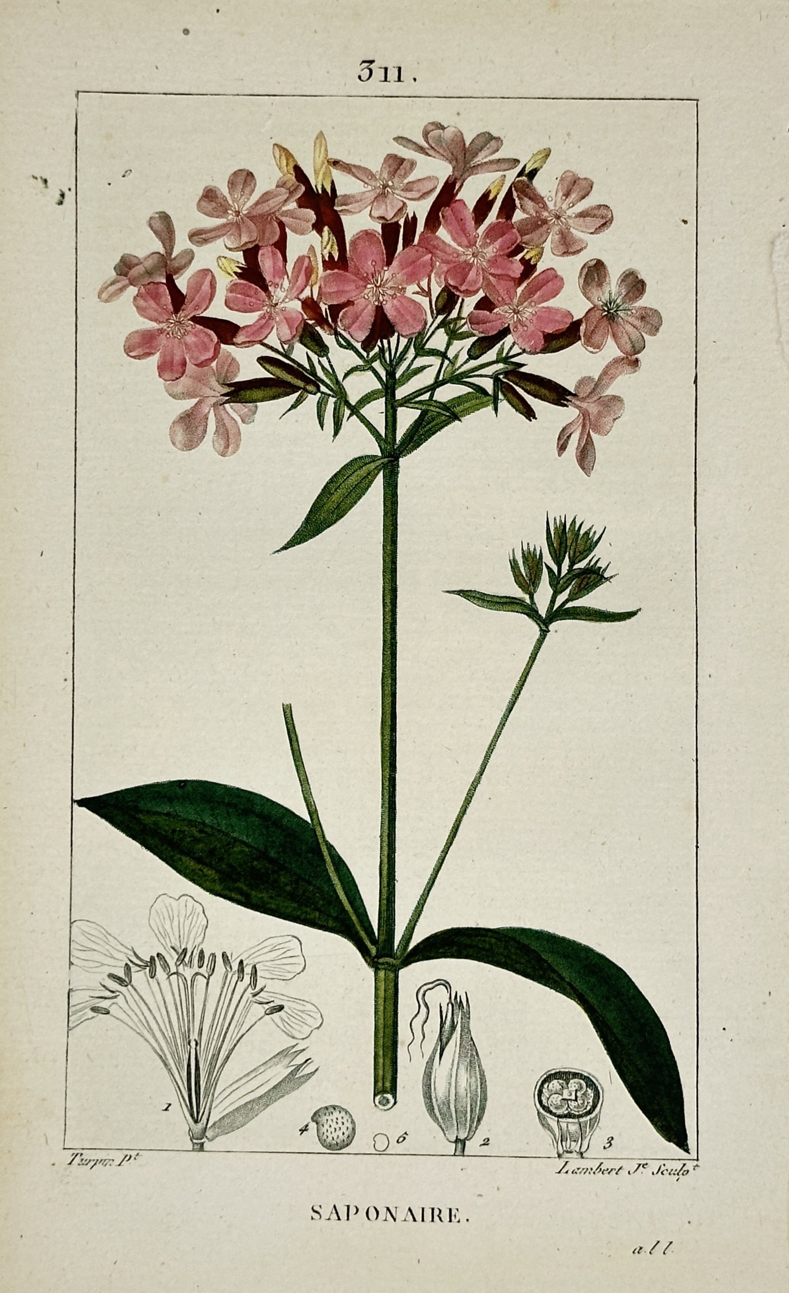 Pierre Jean François Turpin (1775–1840) – Soapwort – Hand-coloured engraving (1820) (1 of 2)