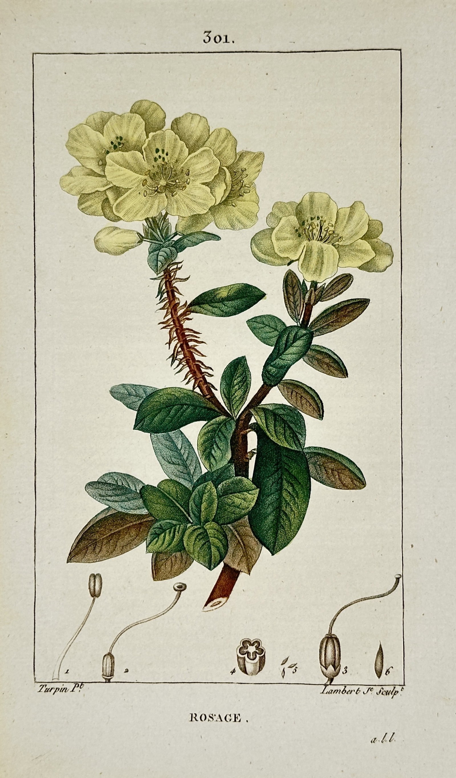 Pierre Jean François Turpin (1775–1840) – Rosaceae – Hand-coloured engraving (1820) (1 of 2)