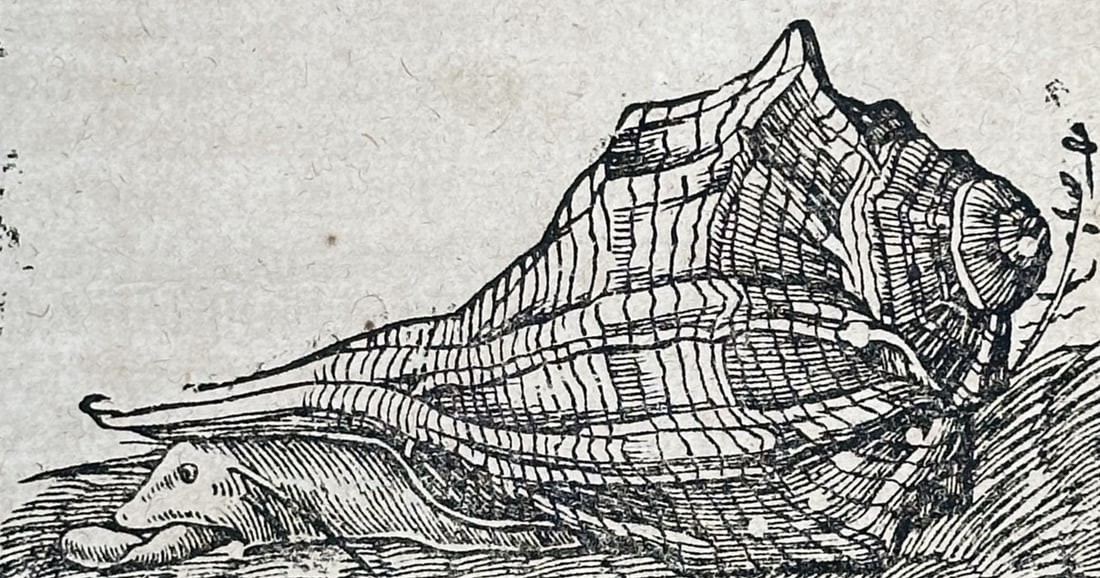 Sebastian Münster (1488–1552) – The Purple Snail – Woodcut (1550): "Von den Ländern Asiae". This woodcut page features a central illustration of a murex or purple snail, positioned within dense German Gothic text that describes the regions of Asia and the city of Da