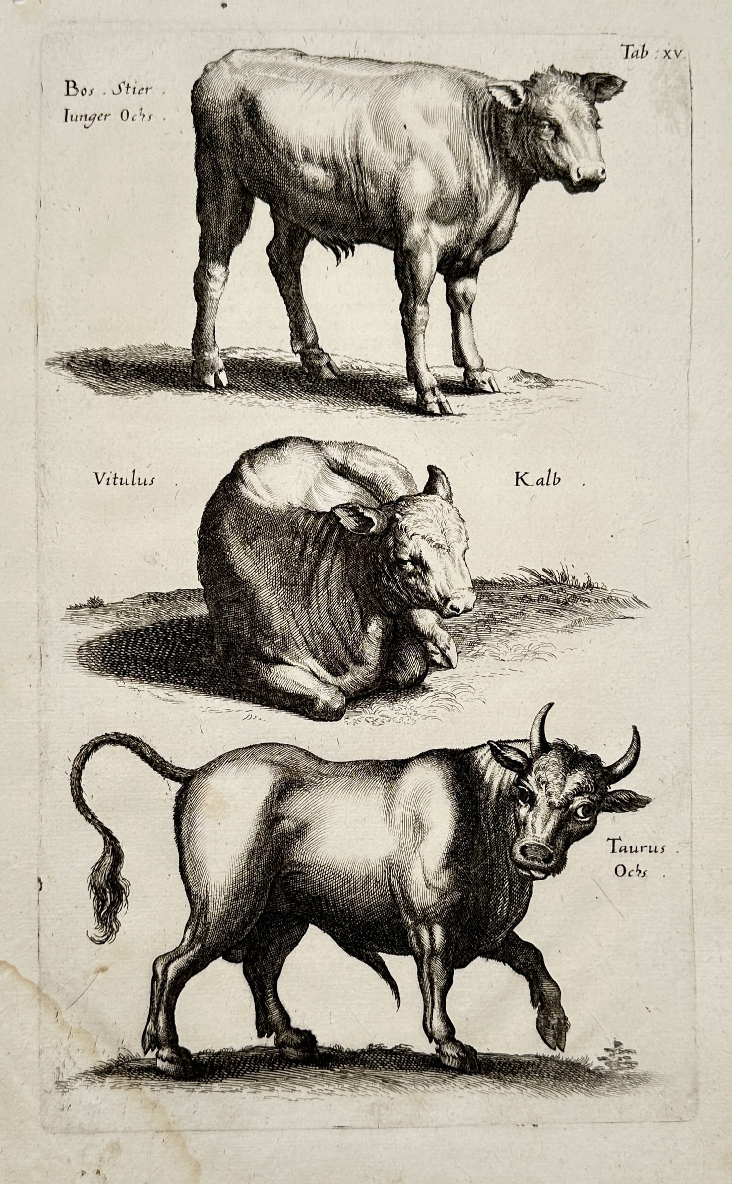 Joannes Jonstonus (1603–1675) – Studies of Cattle – Engraving (1650) (1 of 2)