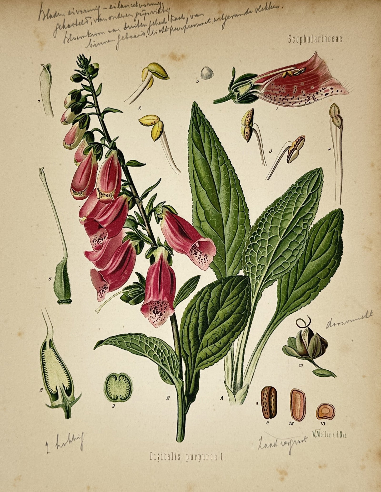 Hermann Kohler (1834–1912) – Foxglove – Chromolithograph (1887) (1 of 2)