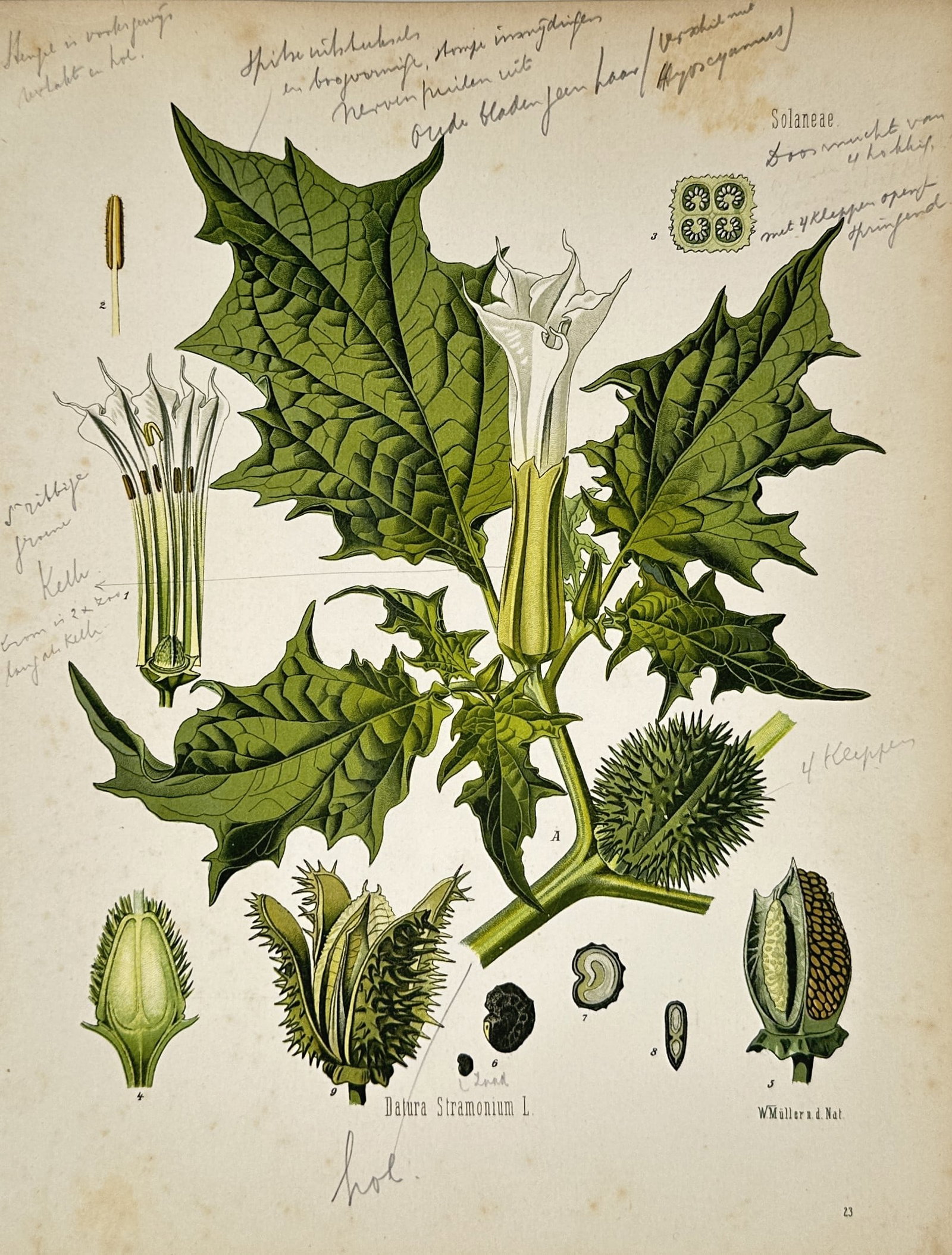 Hermann Kohler (1834–1912) – Jimsonweed – Chromolithograph (1887) (1 of 2)