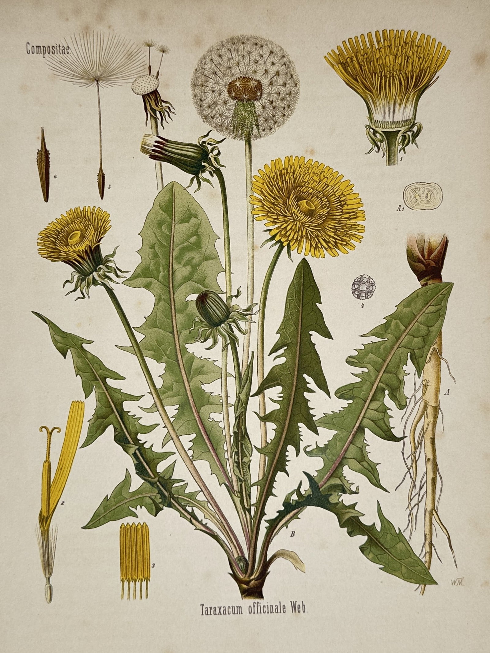 Hermann Kohler (1834–1912) – Dandelion – Chromolithograph (1887): "Taraxacum officinale Web.". This chromolithograph provides a detailed botanical study of the common dandelion, featuring its characteristic yellow flower heads, serrated green leaves, and white seed 