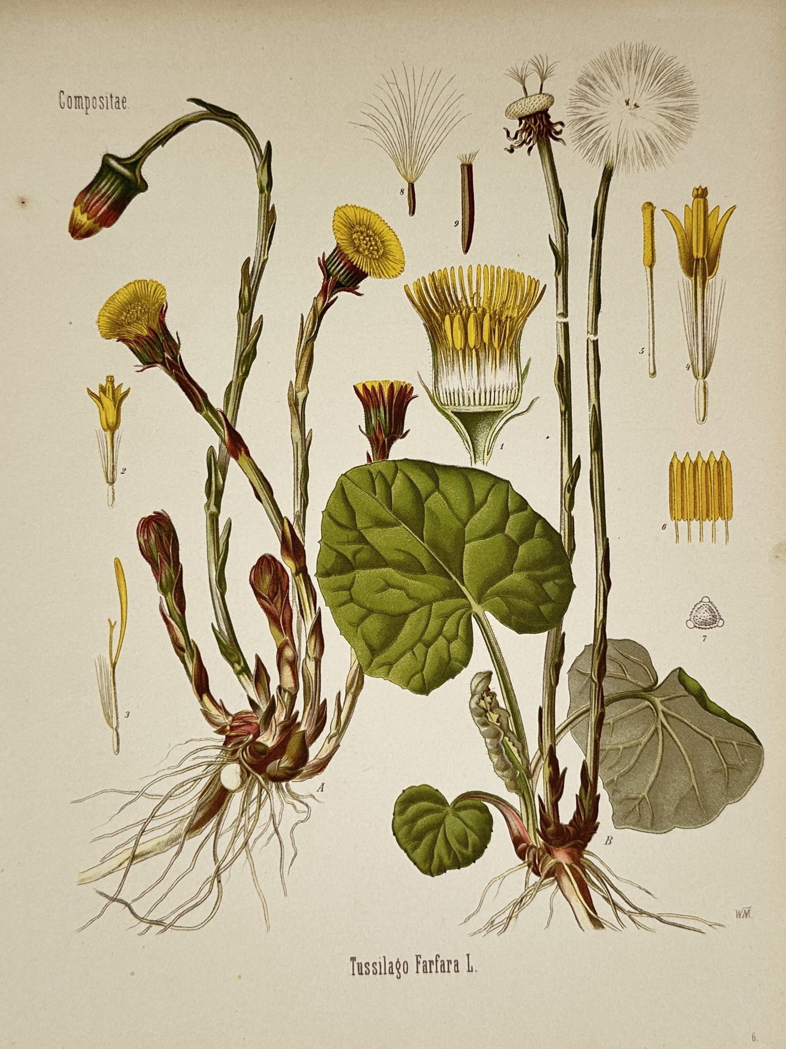 Hermann Kohler (1834–1912) – Coltsfoot – Chromolithograph (1887) (1 of 2)