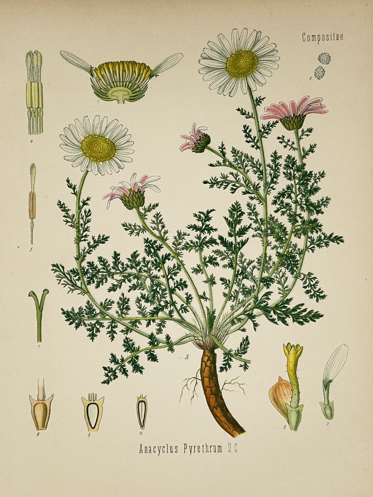 Hermann Kohler (1834–1912) – Pellitory – Chromolithograph (1887) (1 of 2)