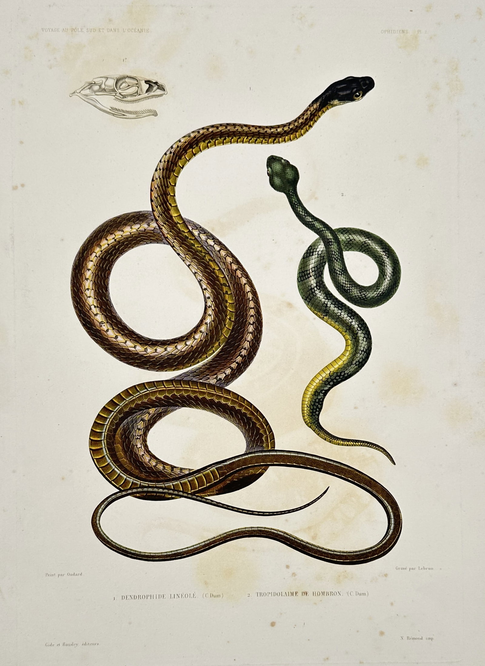 Casimir Gide (1804–1868) – Dendrophide Tistole and Tropidolepis de Duméril: "Dendrophide Tistole". This hand-coloured lithograph depicts two species of snakes alongside a detailed anatomical study of a reptilian skull. The work was published in Paris by Gide et Baudry in 1846