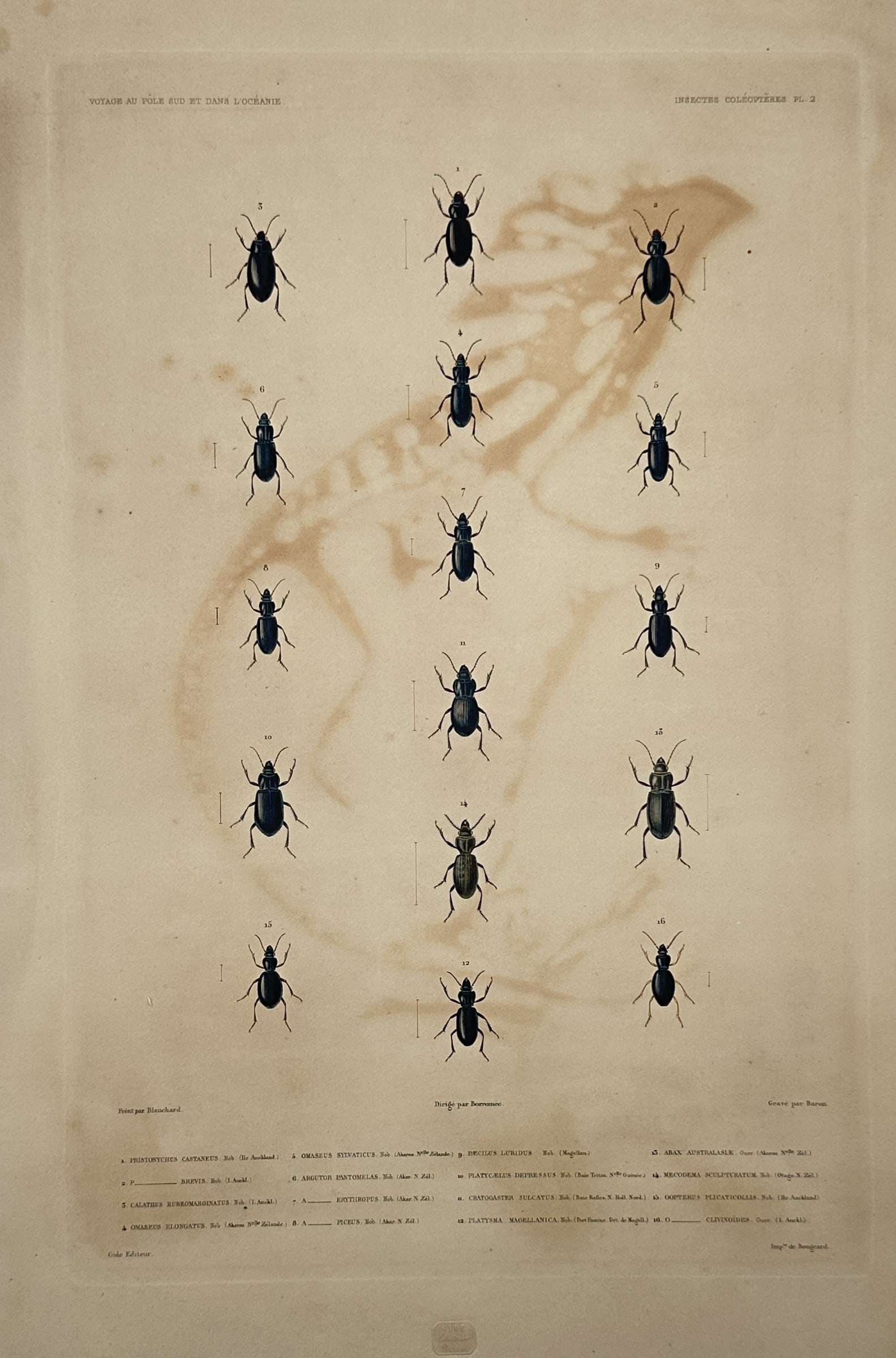 Casimir Gide (1804–1868) – Insectes Coléoptères – Hand-coloured lithograph (1846): "Insectes Coléoptères". This hand-coloured lithograph presents a scientific arrangement of various beetle species, meticulously rendered to show anatomical details. The work was published in Paris b