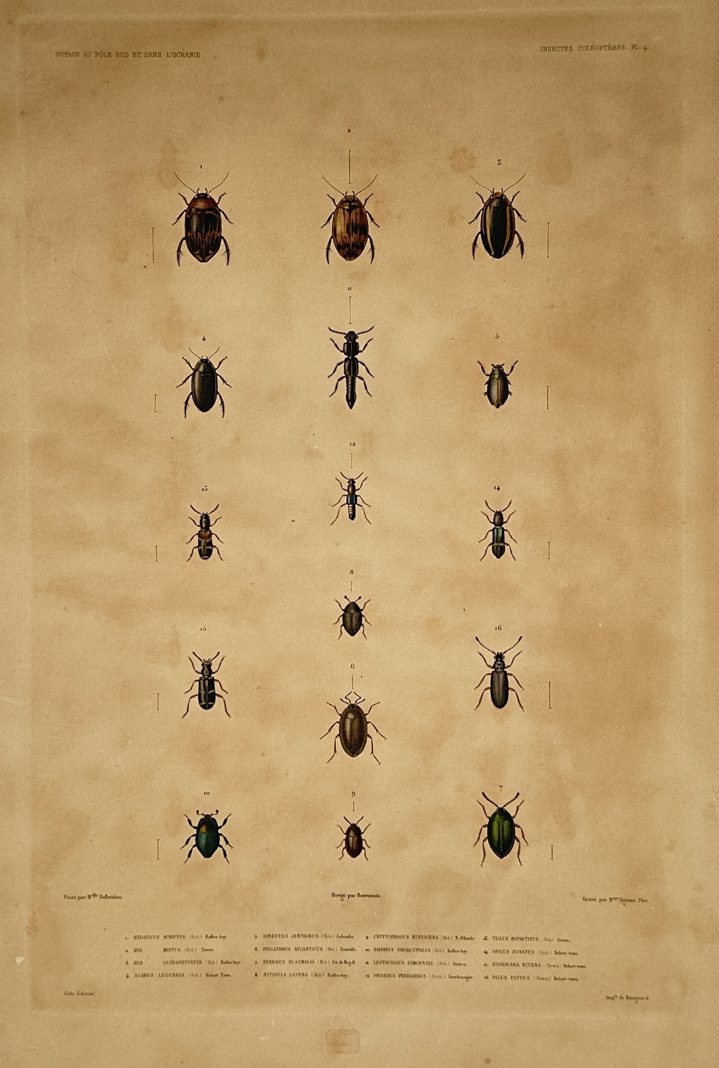 Casimir Gide (1804–1868) – Insectes Coléoptères – Hand-coloured lithograph (1846): "Insectes Coléoptères". This hand-coloured lithograph presents a scientific arrangement of various beetle species, meticulously rendered with vibrant hand-applied color to show anatomical details an