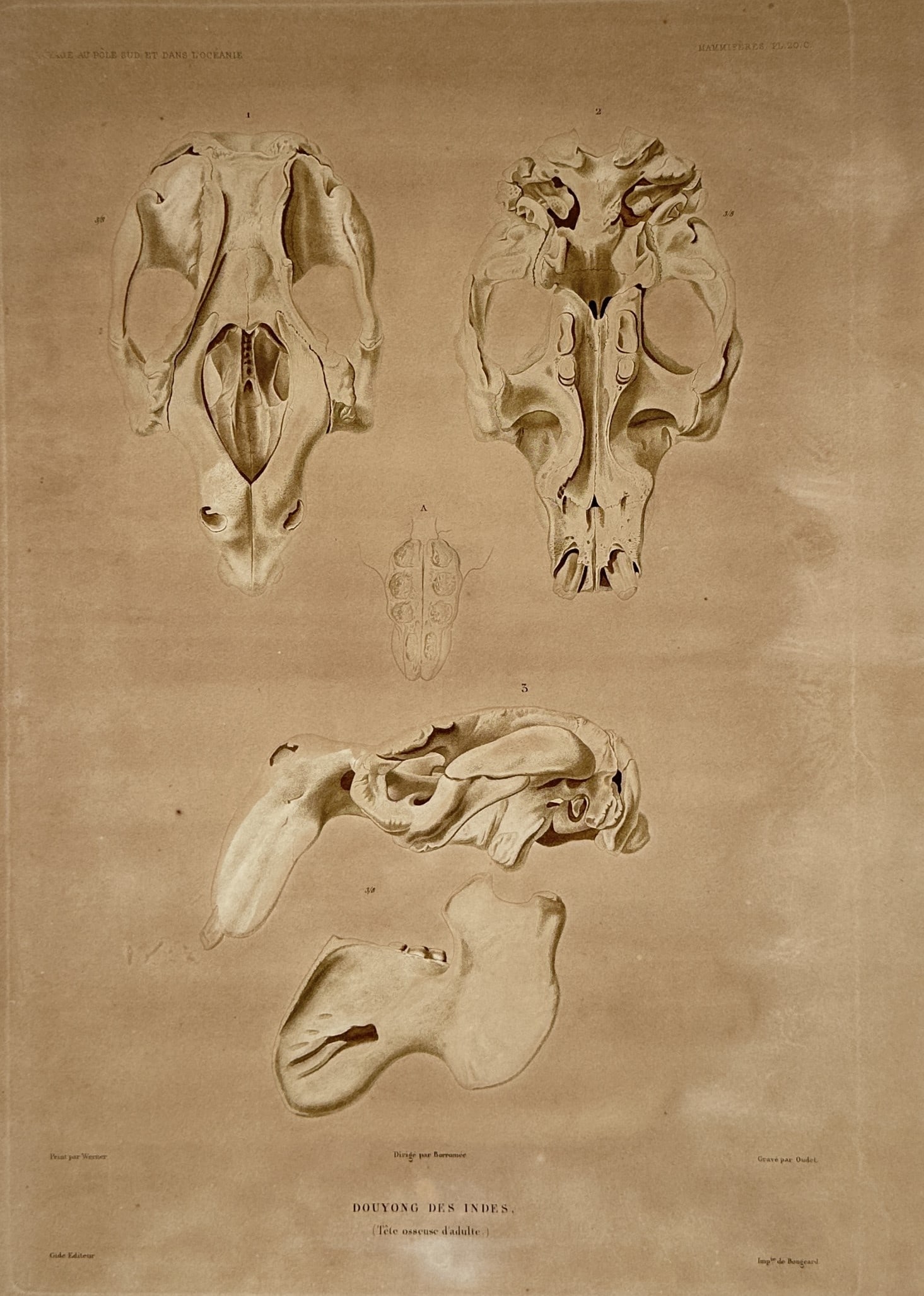 Casimir Gide (1804–1868) – Dugong des Indes – Lithograph (1846): "Dugong des Indes". This lithograph features a detailed osteological study of the skull and jaw of an Indian dugong, shown from multiple perspectives to highlight its complex anatomical structure. The