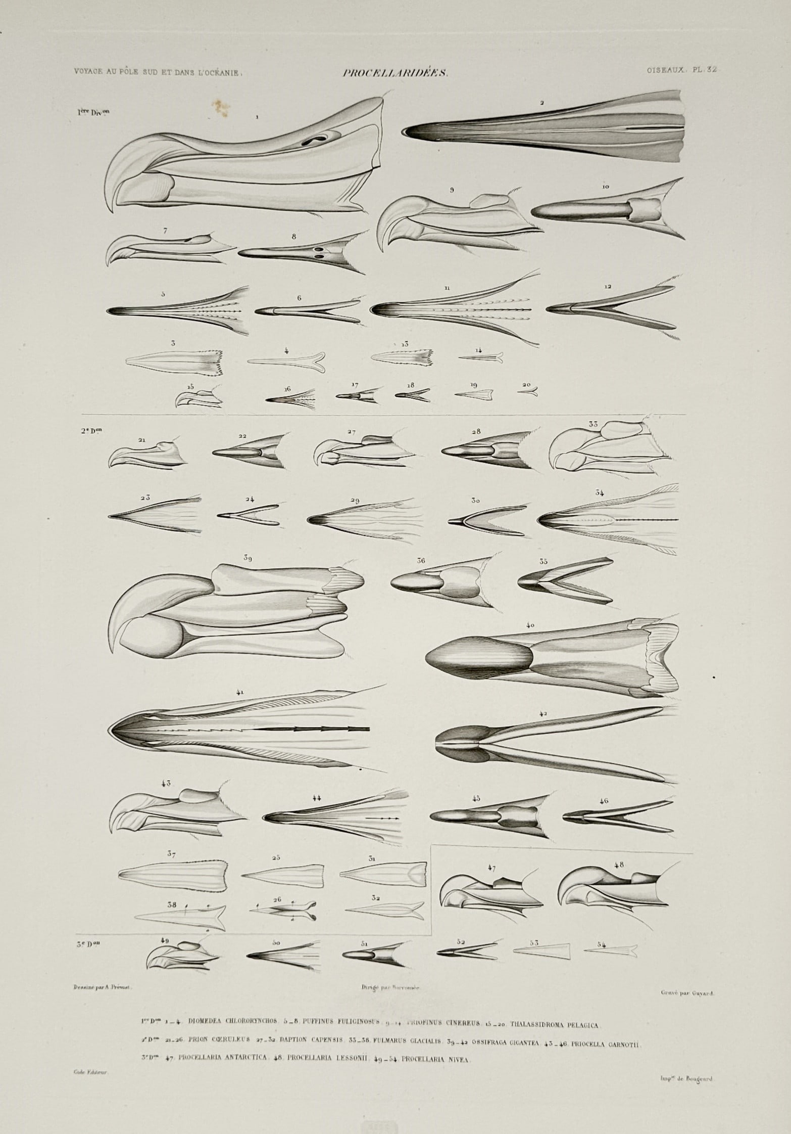 Casimir Gide (1804–1868) – Procellaridées – Lithograph (1846): "Procellaridées". This lithograph presents a comprehensive ornithological study of the beaks of various seabird species from the family Procellariidae, shown in profile and from various anatomical an