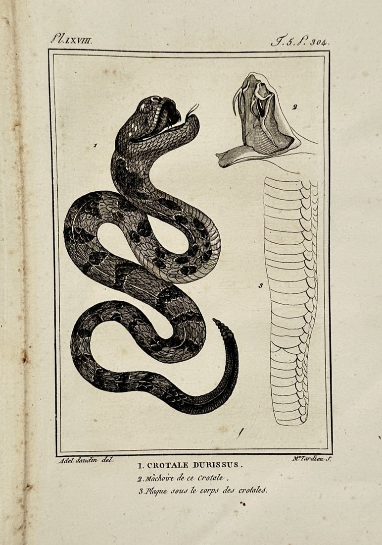 Georges-Louis Leclerc, Comte de Buffon – View of a South American Rattlesnake – Engraving (1 of 2)