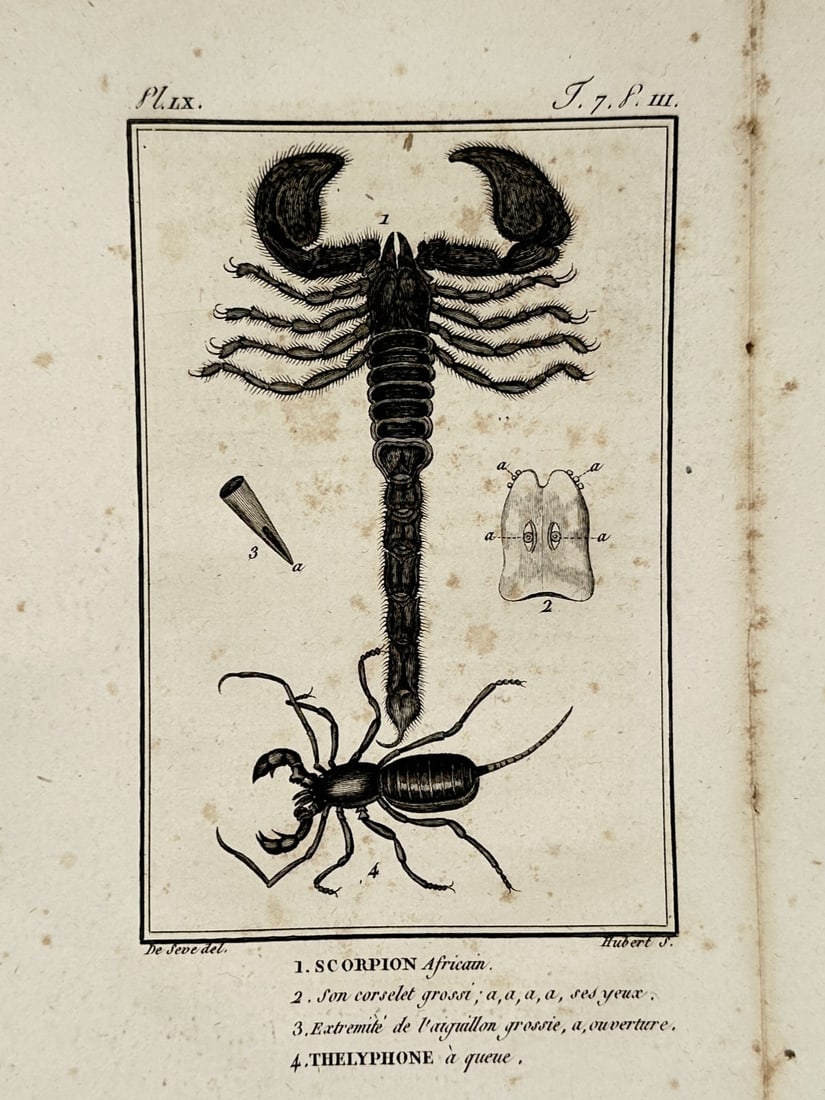 Georges-Louis Leclerc, Comte de Buffon – View of an African Scorpion and Whip Scorpion (1 of 2)