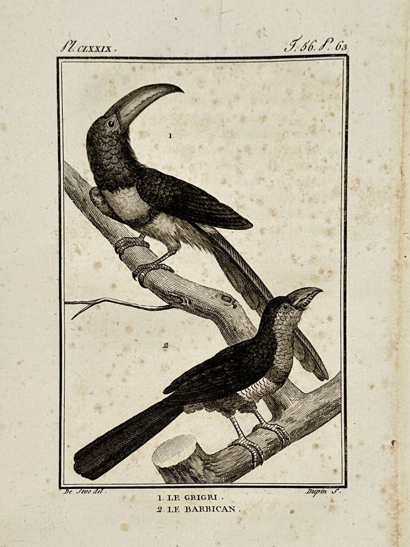 Georges-Louis Leclerc, Comte de Buffon – View of a Grigri and Barbican – Engraving (1780): "Le Grigri" and "Le Barbican" illustrates two exotic bird species perched on a textured branch. This copper engraving was published in Paris as part of the Histoire Naturelle, a comprehensive encyclop