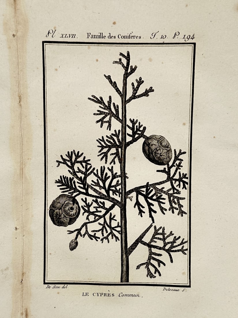 Georges-Louis Leclerc, Comte de Buffon – View of a Common Cypress Branch – Engraving (1785) (1 of 2)