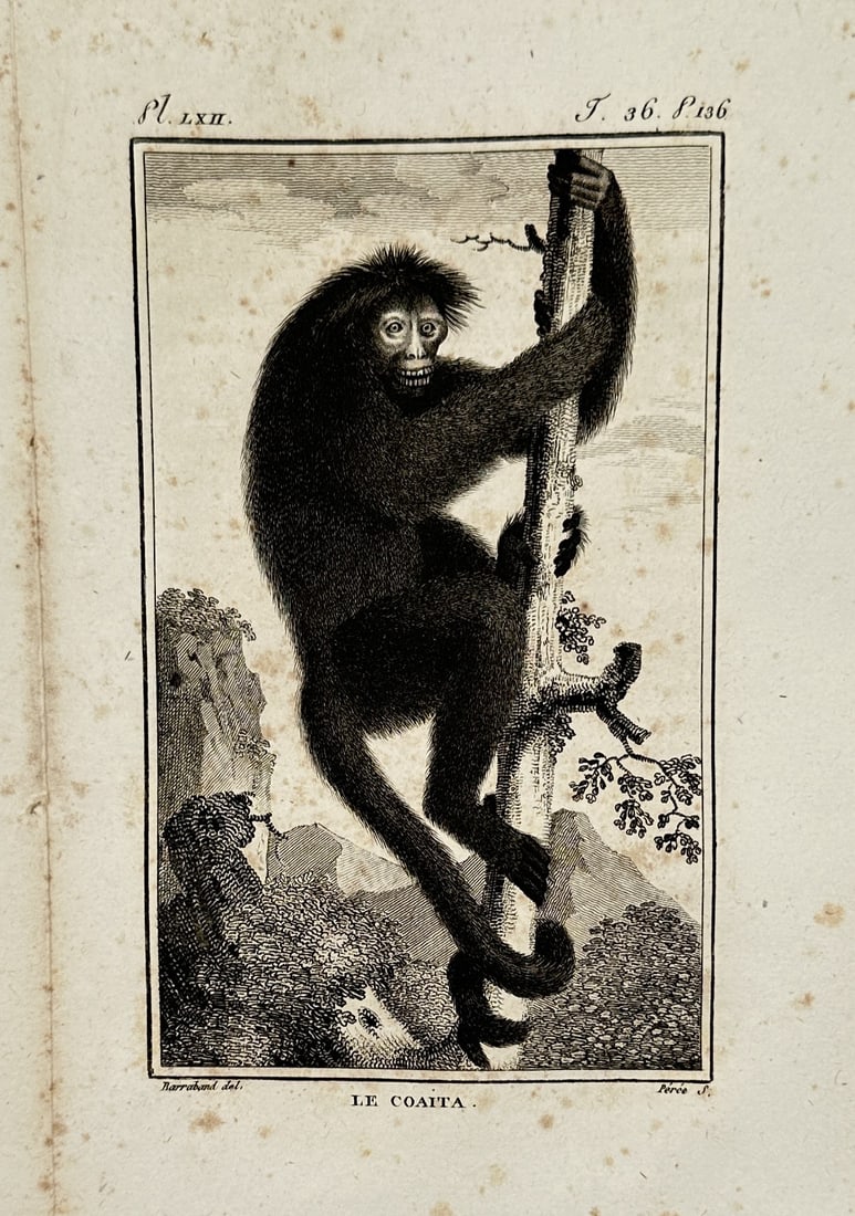 Georges-Louis Leclerc, Comte de Buffon – View of a Coaita Spider Monkey – Engraving (1780): "Le Coaita" depicts a red-faced spider monkey climbing a vertical branch within a forested landscape. The primate is shown using its prehensile tail and long limbs, characteristic features of the spec