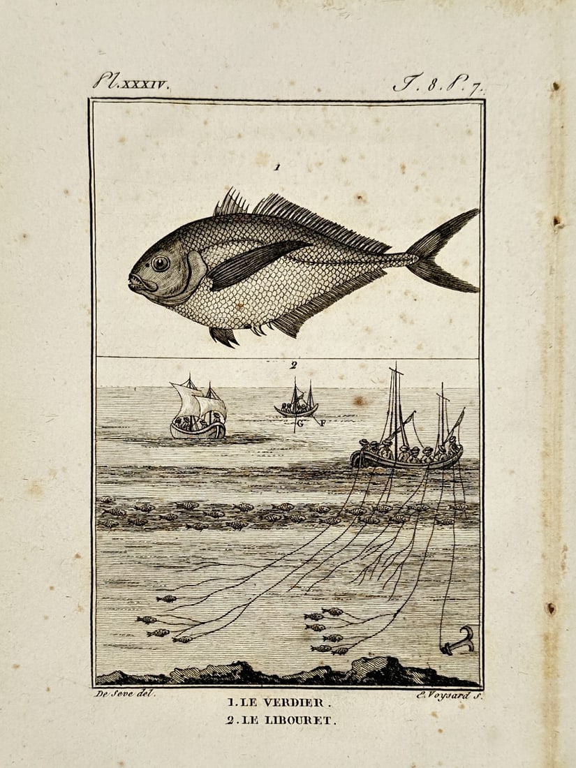 Georges-Louis Leclerc, Comte de Buffon – View of a Gilt-head Bream and Fishing Technique: "Le Verdier" and "Le Libouret" presents a dual illustration featuring a gilt-head bream above a coastal scene demonstrating a specific net-fishing method known as libouret. The lower portion shows fis