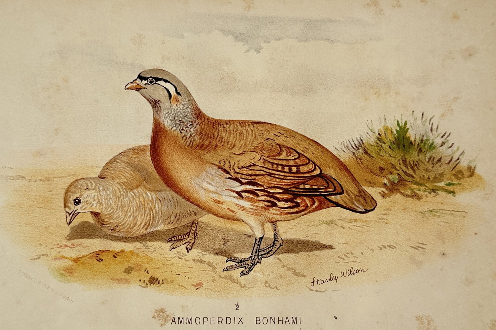Stanley Wilson (Active early 20th Century) – View of See-see Partridges – Lithograph (1920) (1 of 2)