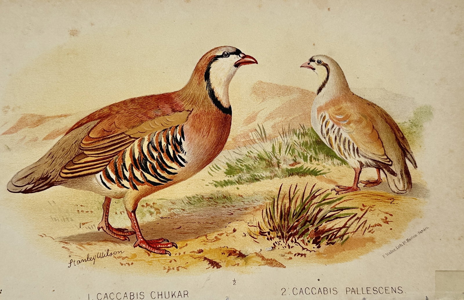 Stanley Wilson (Active early 20th Century) – View of Chukar and Pallid Partridges – Lithograph (1 of 2)