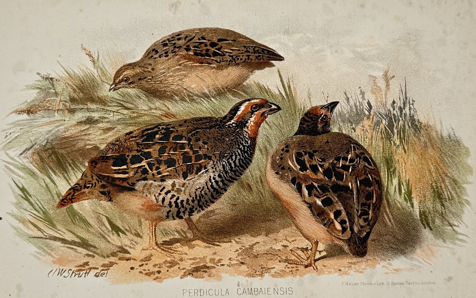 Alfred William Strutt (1856-1924) – View of Jungle Bush Quails – Lithograph (1890) (1 of 2)