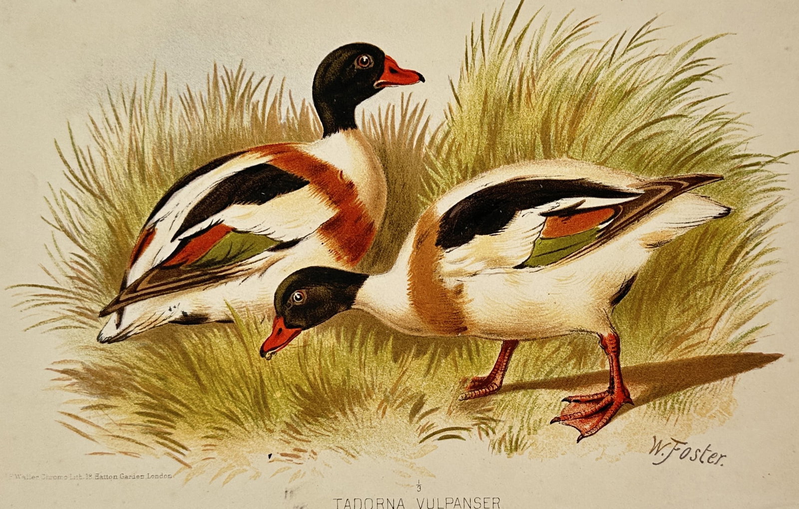William Foster (1853-1924) – View of Common Shelducks – Lithograph (1890): "Tadorna Vulpanser" depicts a pair of common shelducks in a grassy marshland setting. The illustration captures the striking plumage of the species, including the dark green heads, bright red bills, a