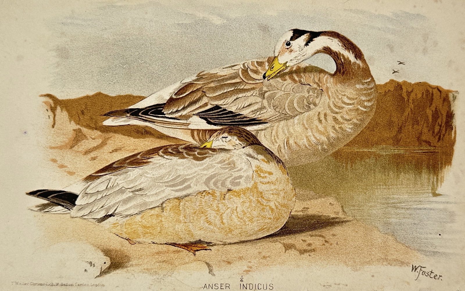 William Foster (1853-1924) – View of Bar-headed Geese – Lithograph (1890) (1 of 2)