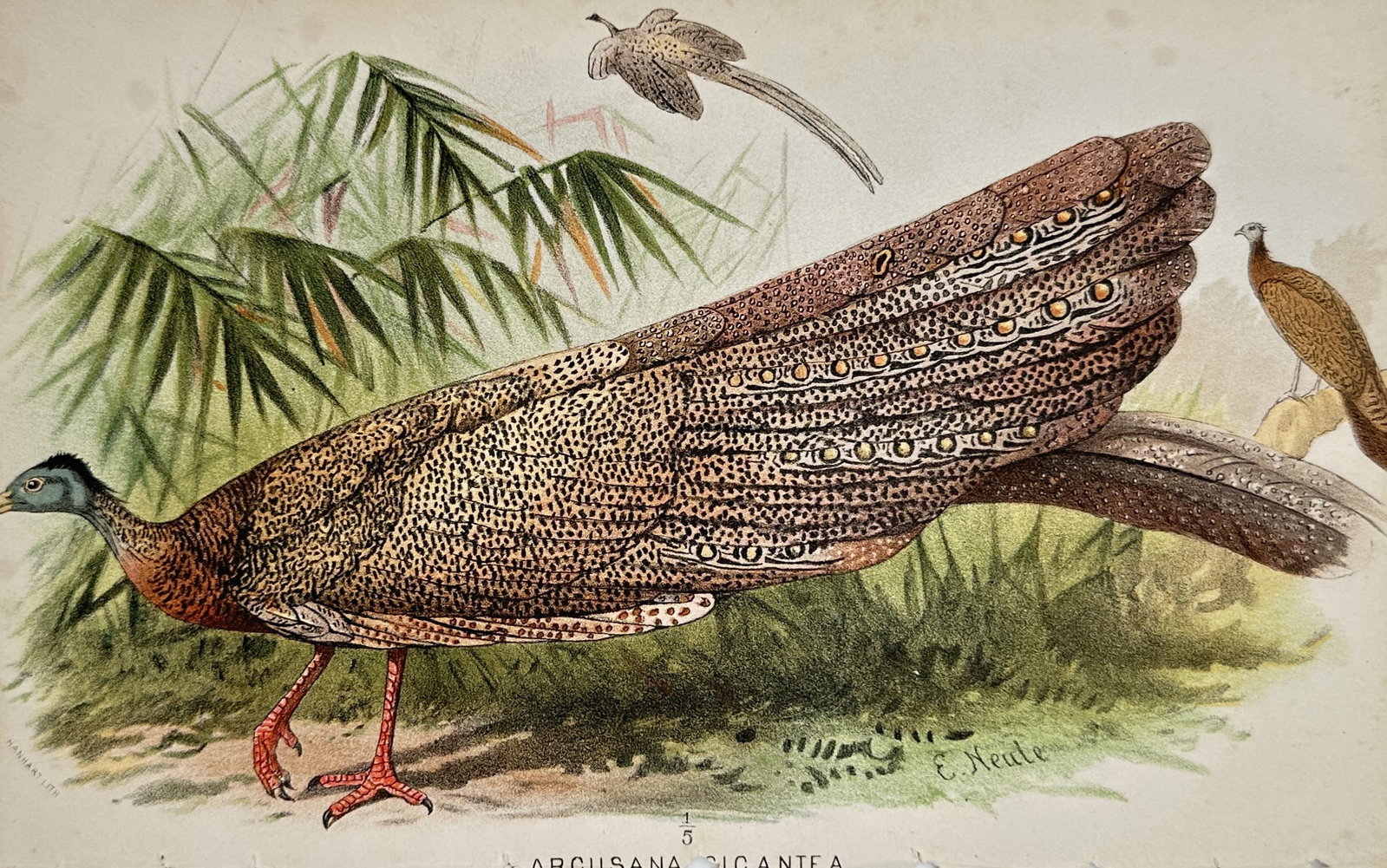 Edward Neale (1833-1904) – View of a Great Argus Pheasant – Lithograph (1890): "Argusiana Gigantea" illustrates a male Great Argus pheasant displaying its magnificent elongated secondary wing feathers, which are covered in eye-like spots or ocelli. The bird is set in a tropical 