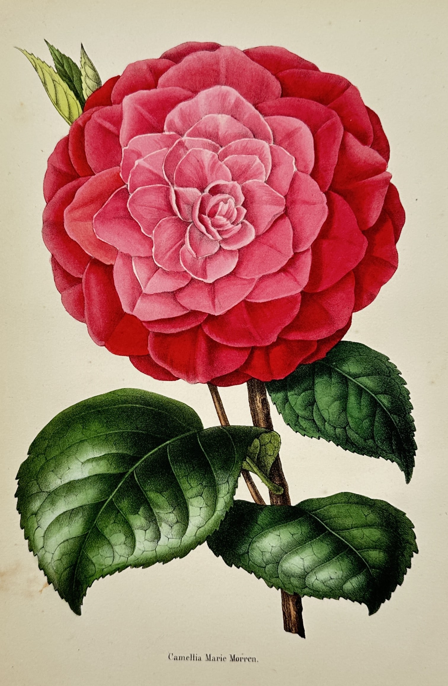 Charles Morren (1807-1858) – View of a Camellia Marie Morren – Colour lithograph (1845): "Camellia Marie Morren" displays a vibrant study of a double-flowered camellia, characterized by its deep red outer petals transitioning to a soft pink center. The botanical illustration includes deta