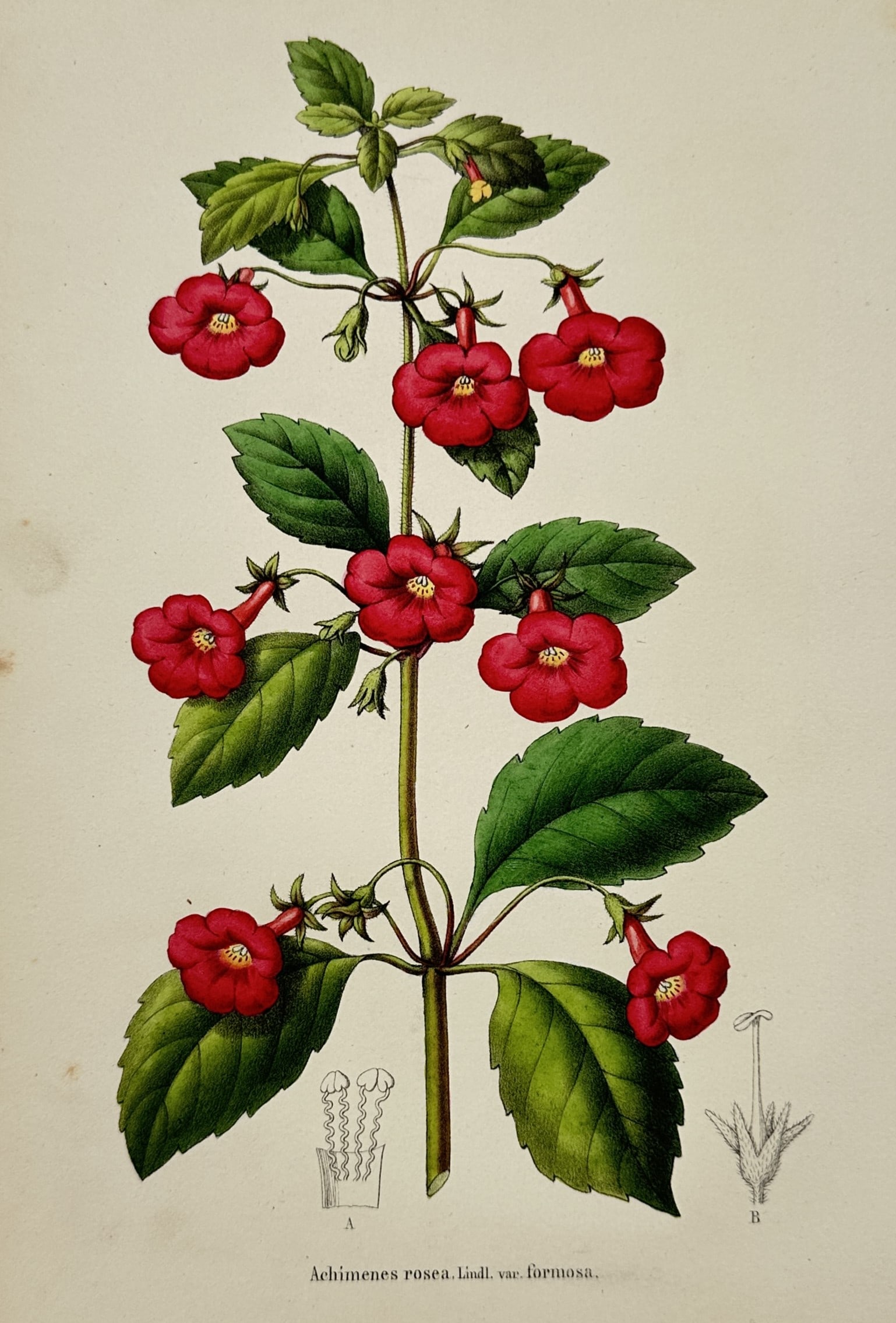 Charles Morren (1807-1858) – View of Achimenes Rosea – Colour lithograph (1845): "Achimenes rosea Lindl. var. formosa" presents a detailed botanical study of a flowering plant with bright red, trumpet-shaped blooms and serrated green leaves. The illustration includes two scientifi
