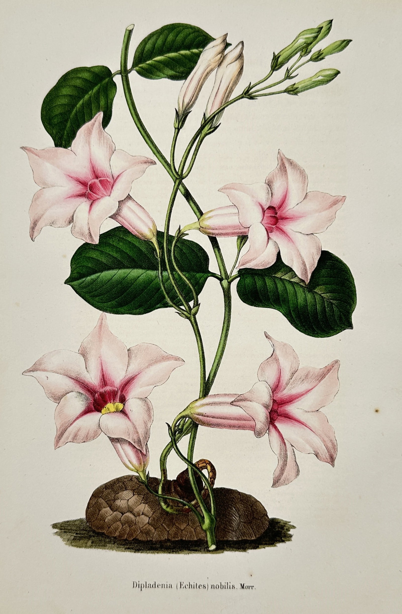 Charles Morren (1807-1858) – View of Dipladenia Nobilis – Colour lithograph (1845) (1 of 2)