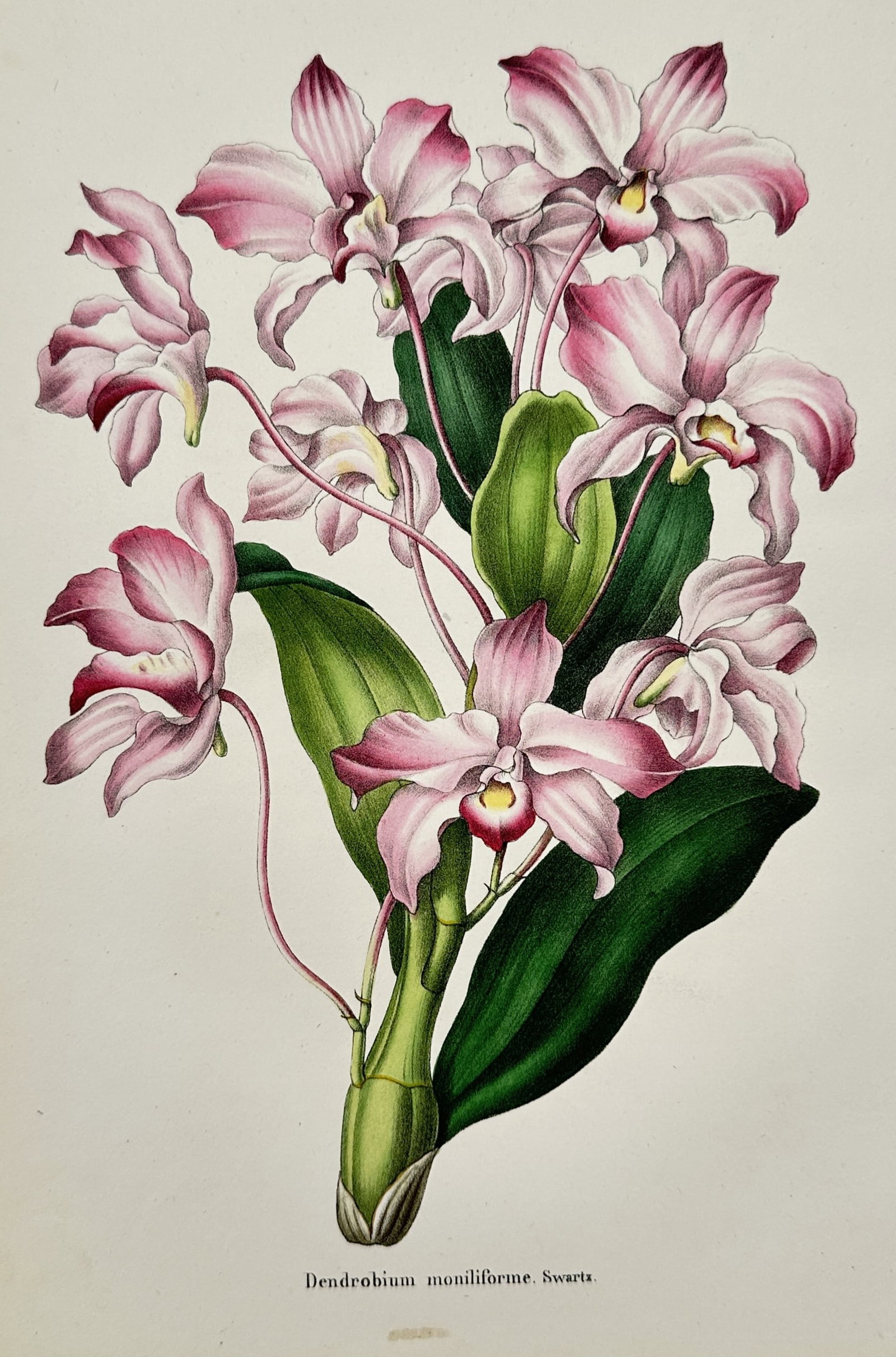 Charles Morren (1807-1858) – View of a Dendrobium Orchid – Colour lithograph (1845): "Dendrobium moniliforme Swartz" presents a cluster of pink and white orchids with yellow centers, emerging from a central green stalk. The illustration showcases the delicate petals and broad green le