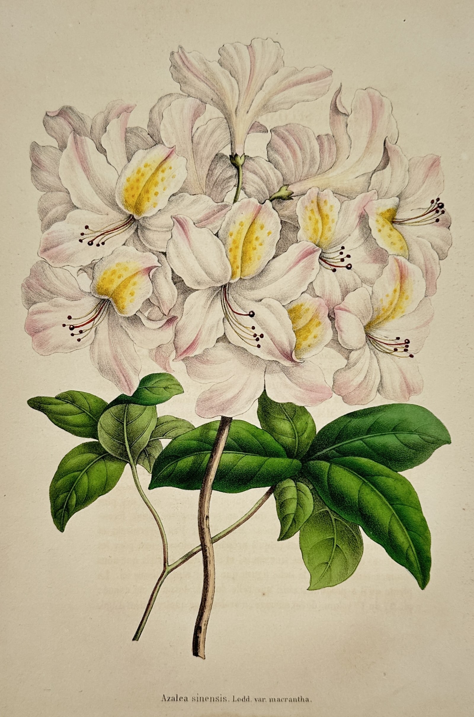 Charles Morren (1807-1858) – View of a Chinese Azalea – Colour lithograph (1845) (1 of 2)