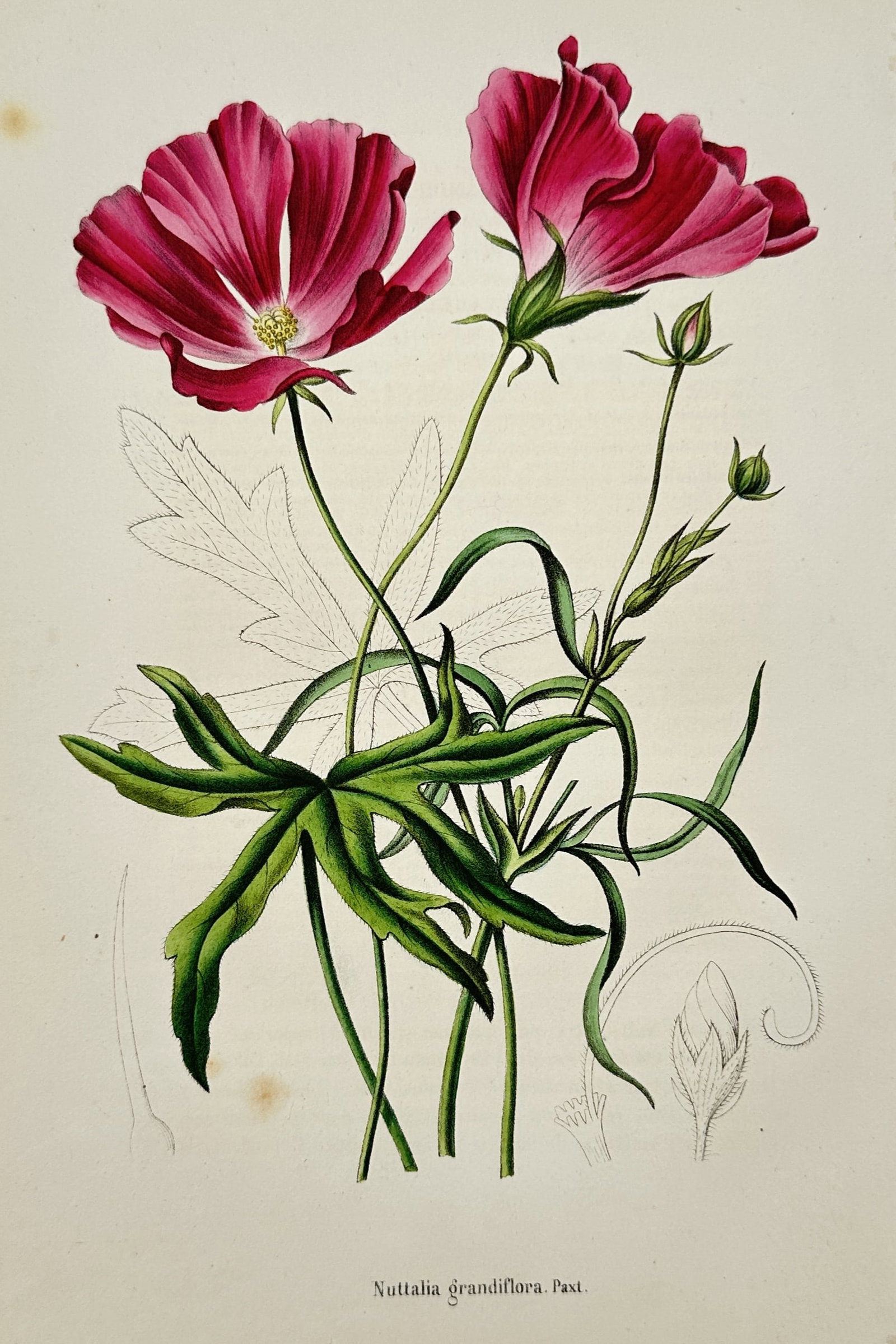 Charles Morren (1807-1858) – View of a Large-flowered Nuttallia – Colour lithograph (1845): "Nuttallia grandiflora Paxt." presents a botanical study of the Large-flowered Nuttallia, featuring two vibrant magenta-pink blossoms in various stages of opening. The illustration highlights the deep