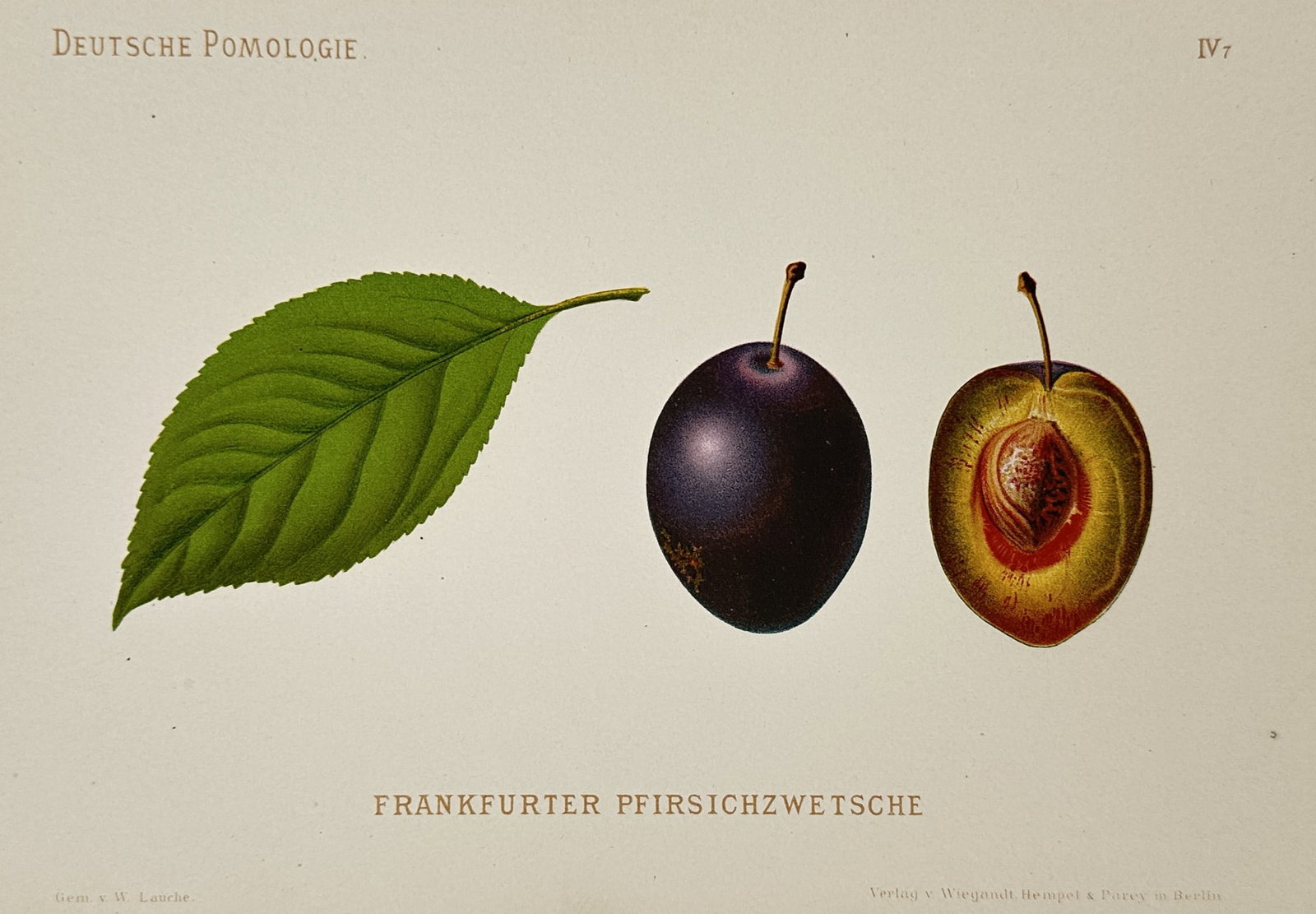 Wilhelm Lauche (1827-1883) – View of a Frankfurt Peach-Plum – Chromolithograph (1882): "Frankfurter Pfirsichzwetsche" presents a botanical study of a specific plum variety, featuring a single green leaf, a whole deep purple fruit with a waxy bloom, and a cross-section revealing the gold