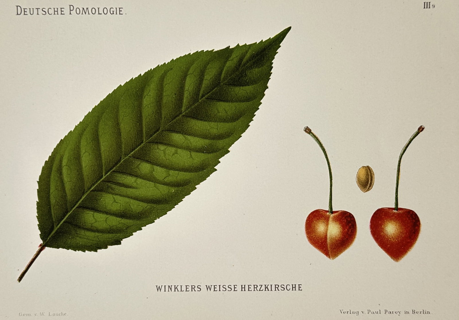 Wilhelm Lauche (1827-1883) – View of a Winkler White Heart Cherry – Chromolithograph (1882) (1 of 2)