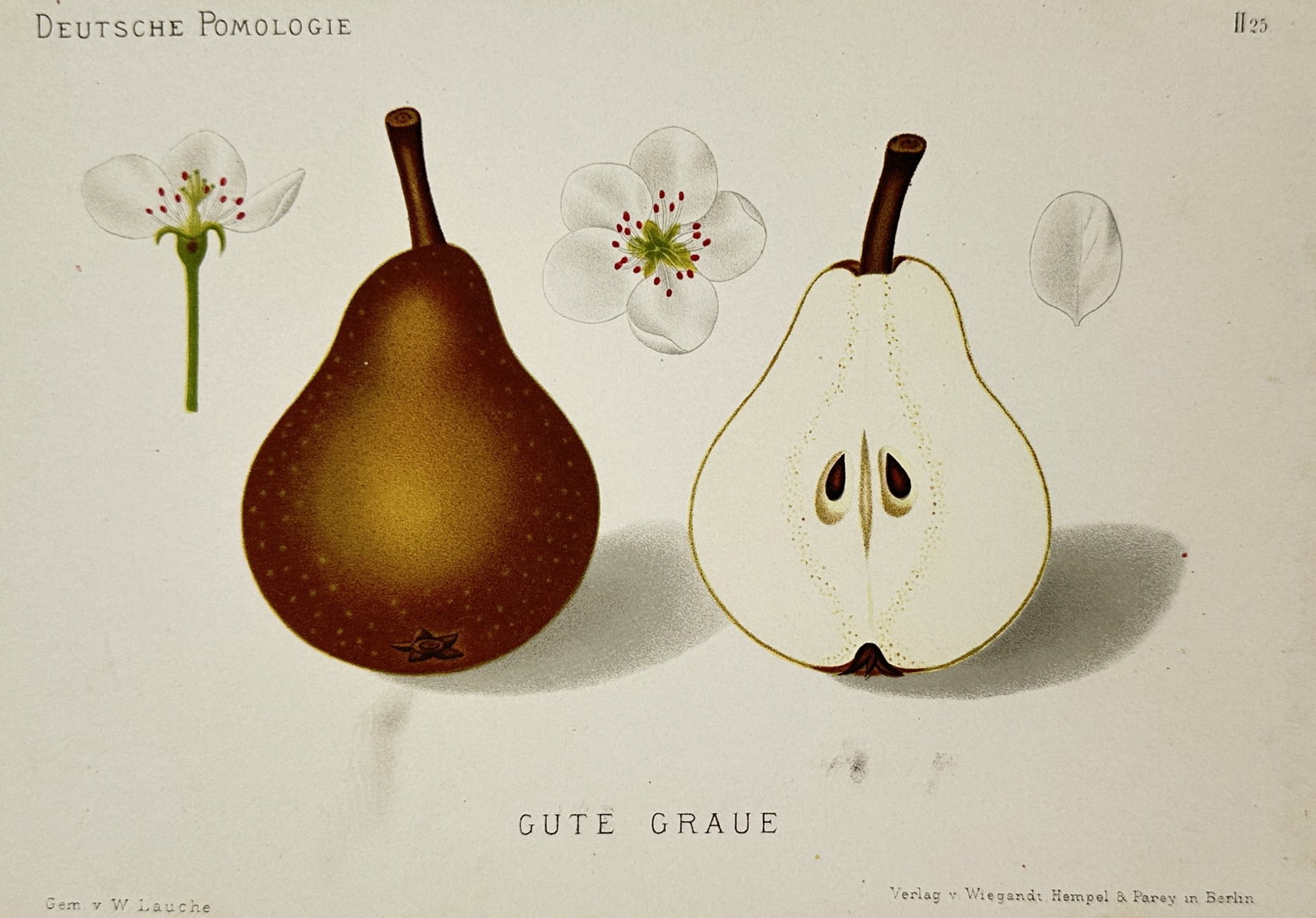 Wilhelm Lauche (1827-1883) – View of a Gute Graue Pear – Chromolithograph (1882): "Gute Graue" presents a botanical study of the Gute Graue pear variety, featuring a whole fruit with its characteristic russeted brown skin, a vertical cross-section showing the pale flesh and seeds, 